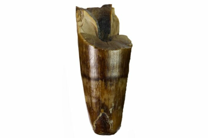 Partial Fossil Crocodilian Tooth - Judith River Formation #164647